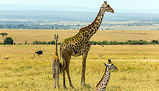 Avaaz oleoducto petroleo 1 opt 1