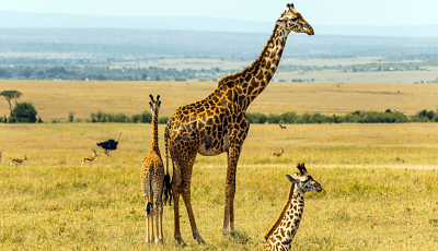 Avaaz oleoducto petroleo 1 opt