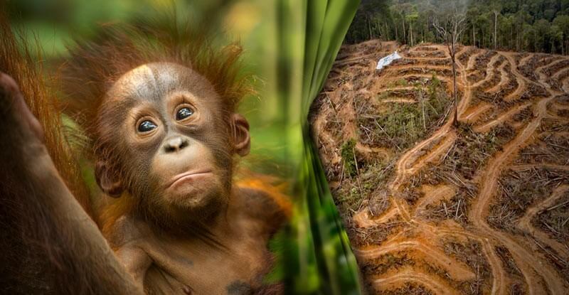 Avaaz.org campaa contra la deforestacin