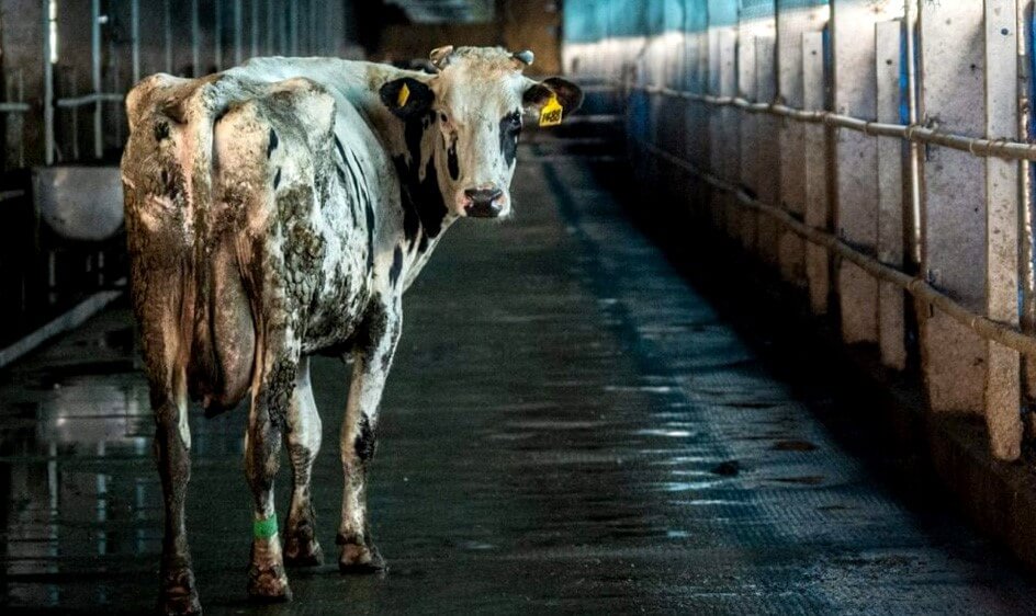 Avaaz abuso de antibioticos en las carnes 