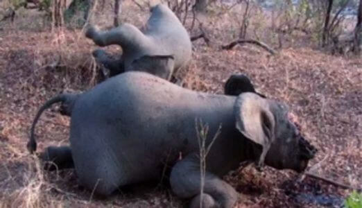 Avaaz elefantes muertos por furtivos