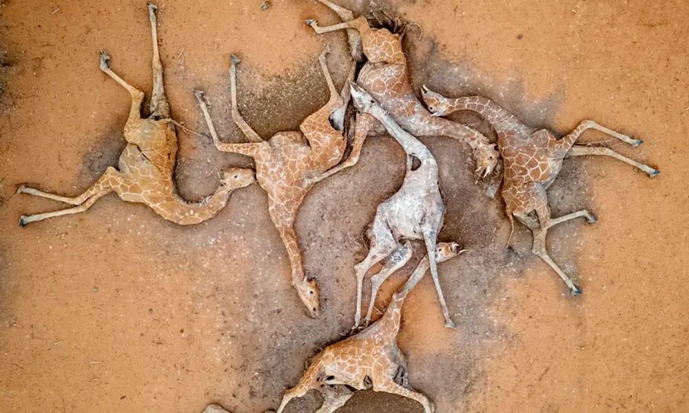 Avaaz la humanidad se ha convertido en un arma de extincion masiva segun Antonio Guterres