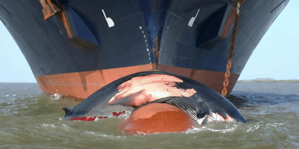Avaaz ley pionera que reconoce a las ballenas como sujetos de derecho 54369 whale hit 3