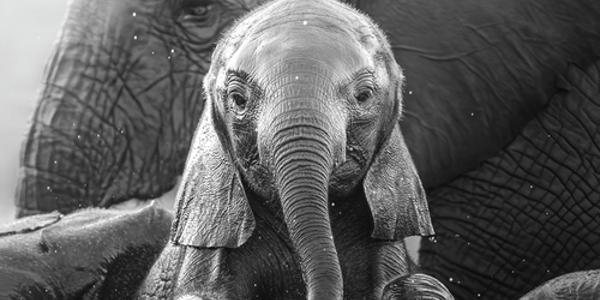Avaaz una petrolera canadiense esta destruyendo el territorio del delta del Okavango