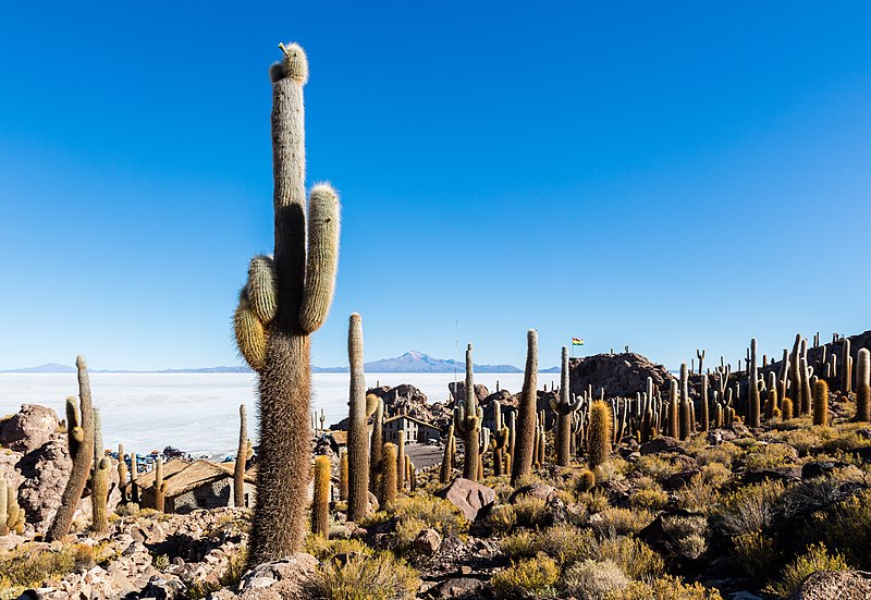 Bolivia el Salar de Uyuni por Diego Celso 800px Isla Incahuasi Salar de Uyuni Bolivia 2016 02 04 DD 43
