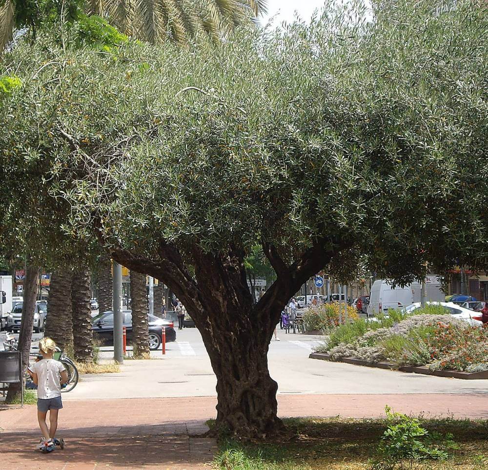 El olivo de la rambla guipuscoa 4 2006 01 10 01 24 46 0273 2 opt