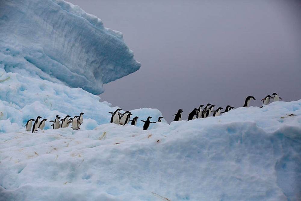 GREENPEACE 30 aos de proteccion de la Antartida