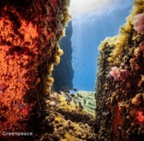 Greenpeace campaa por un tratado Global montaas bajo el mar que fueron volcanes 