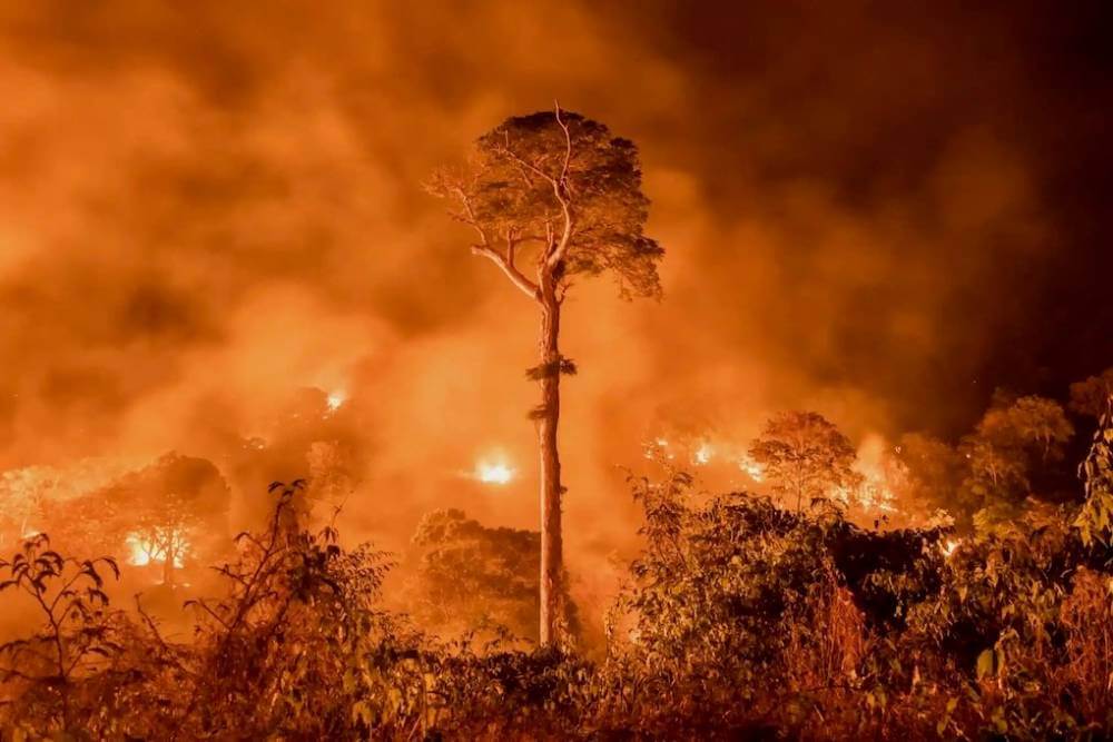 avaaz amazonia en llamas