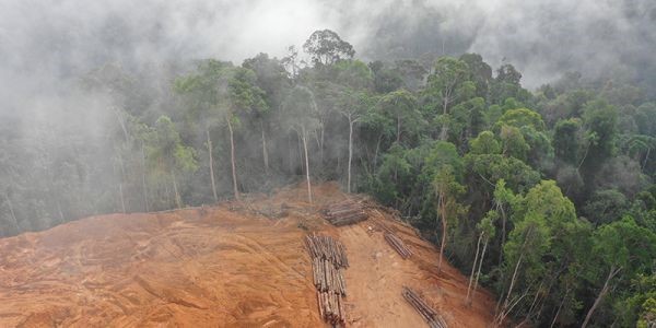avaaz bosques destruidos