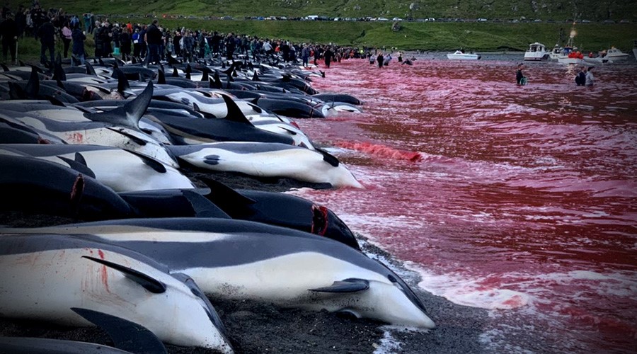 avaaz matanza de delfines en las islas Feroe