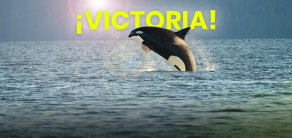 greenpeace victoria de las orcas
