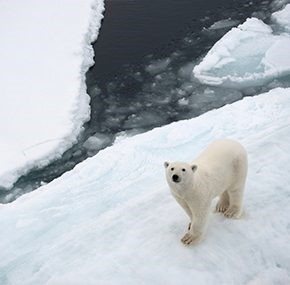 greenpeace y lo que est pasando en al Artico
