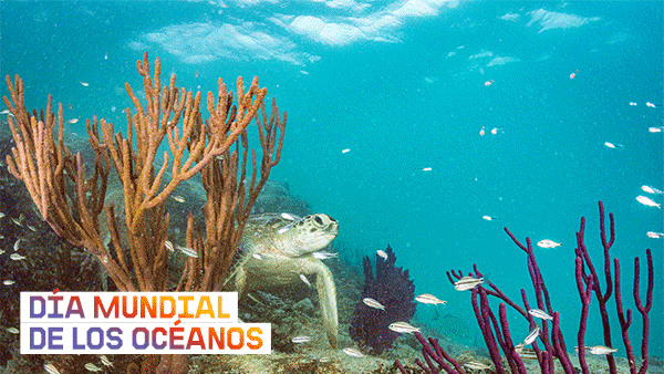 greenpeace dia mundial de los oceanos