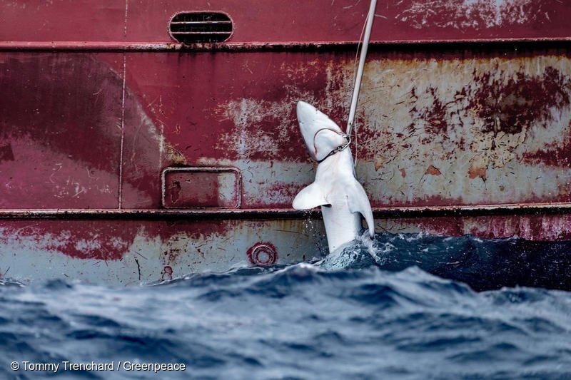 greenpeace tiburones en extincion