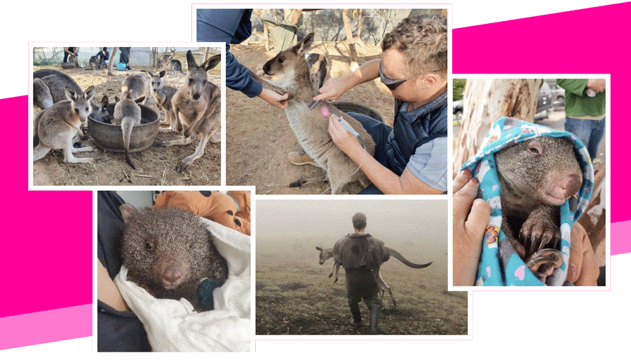Avaaz animales salvajes salvados del incendio en Australia