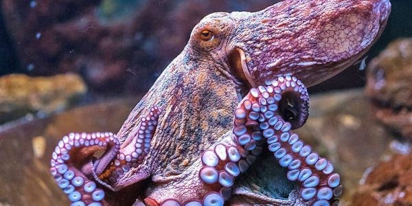 Avaaz firma en contra de la primera granja de pulpos del mundo en las islas canarias