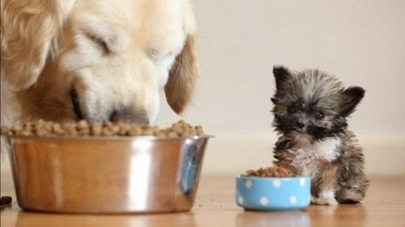 Change org banco de alimentos a animales vulnerables