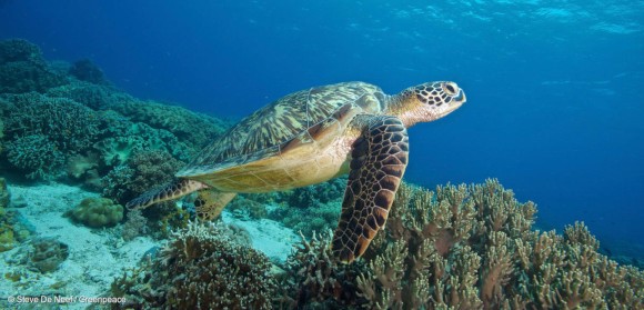 greenpeace proteger los oceanos