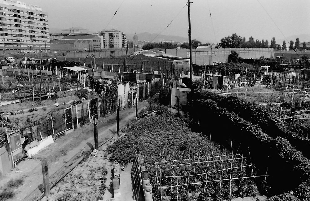 papa en el huerto 27